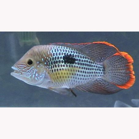 皇冠鱼 起头皇冠鱼 蓝面财神 热带鱼 观赏鱼 活体