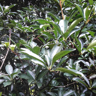 批发供应椤木石楠风景树 庭院造型树木石楠小苗园林绿化苗木花卉