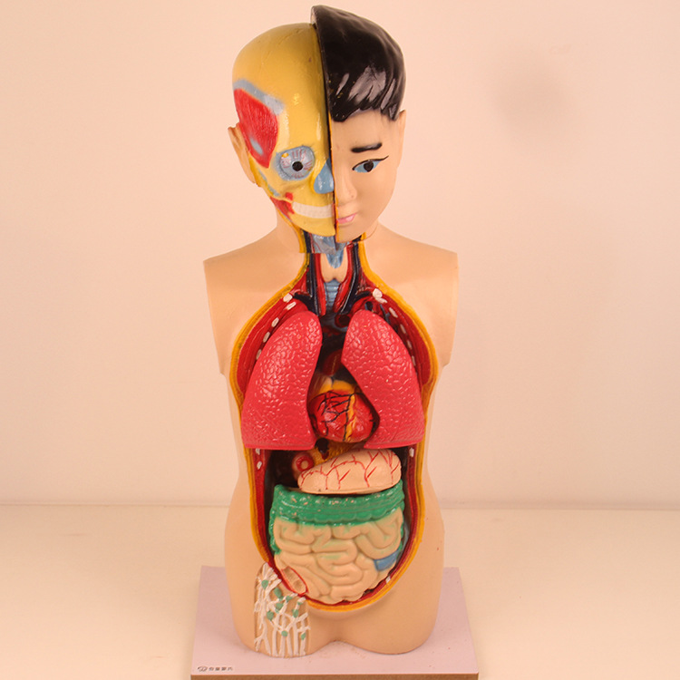人体半身模型人体教学解剖躯干模型高初中科学小学可拆