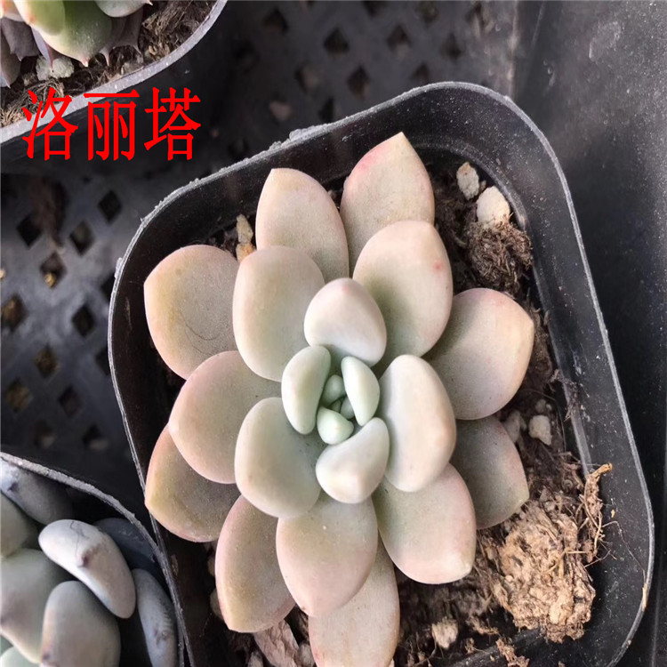 多肉植物繁殖品种批发 洛丽塔 单头状态一流杂交多肉种植裸根发货