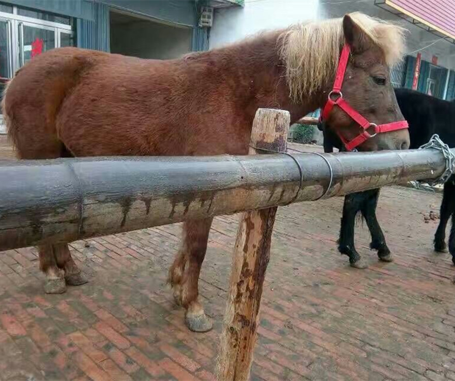 矮马小马驹骑乘马活体 一匹训好的马匹多少钱活马价格 景区观赏马
