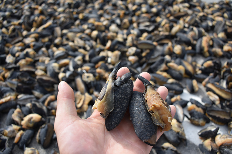 北海海鲜干货推荐产品   产品名称:黑鲍鱼干/黑鲍螺干 产品规格:大号