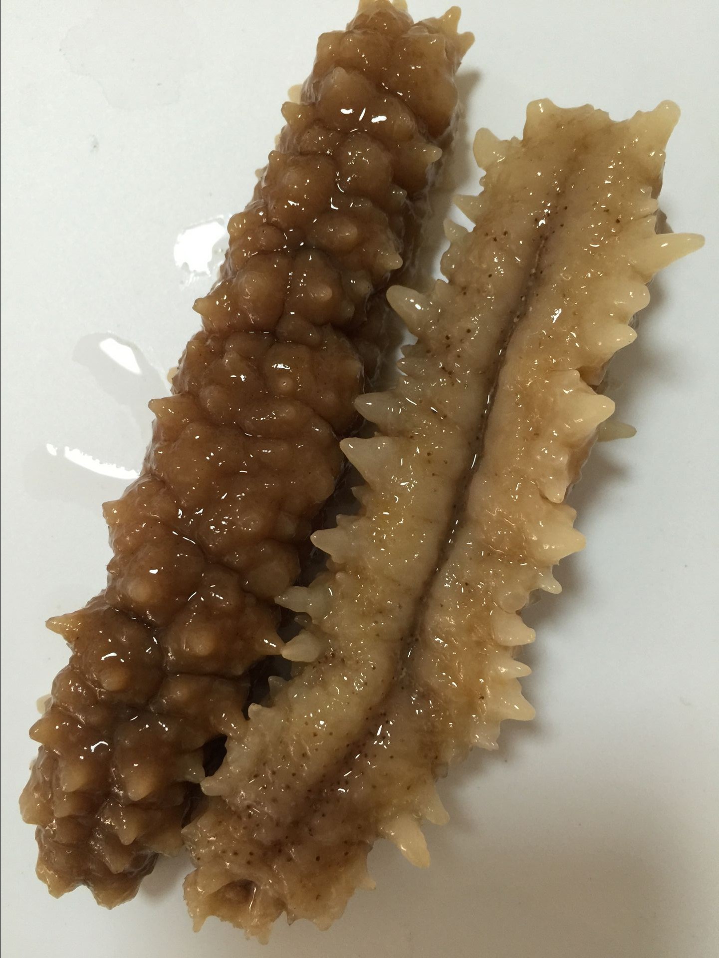 刺王白金刺刺黄黄玉野生淡干国外海参