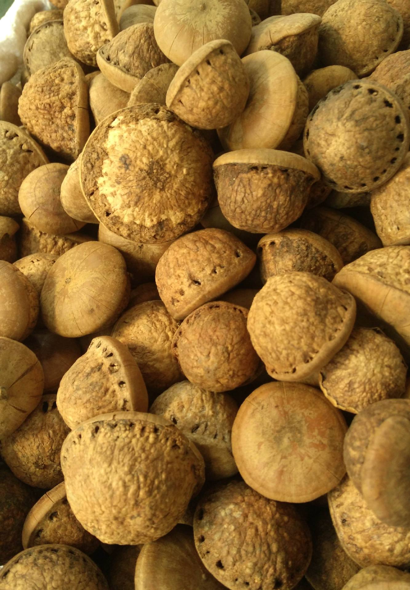 供应风流果 龟头果 天竺果 骚头龟 龟头子 广西特产