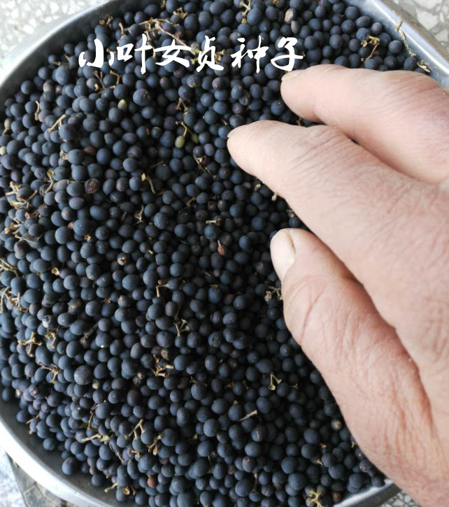 小叶黄杨草坪种子