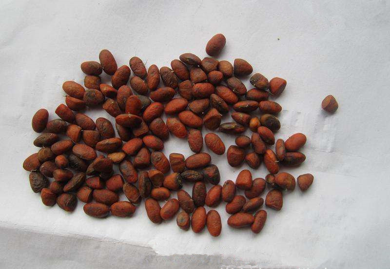 含笑花种子 含笑梅 籽 香蕉花种子 林木种子 花木苗木种子