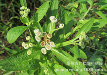 中药材消渴草别名芦莉花蓝芦莉南阳芦莉草三消草块茎芦莉草子弹花