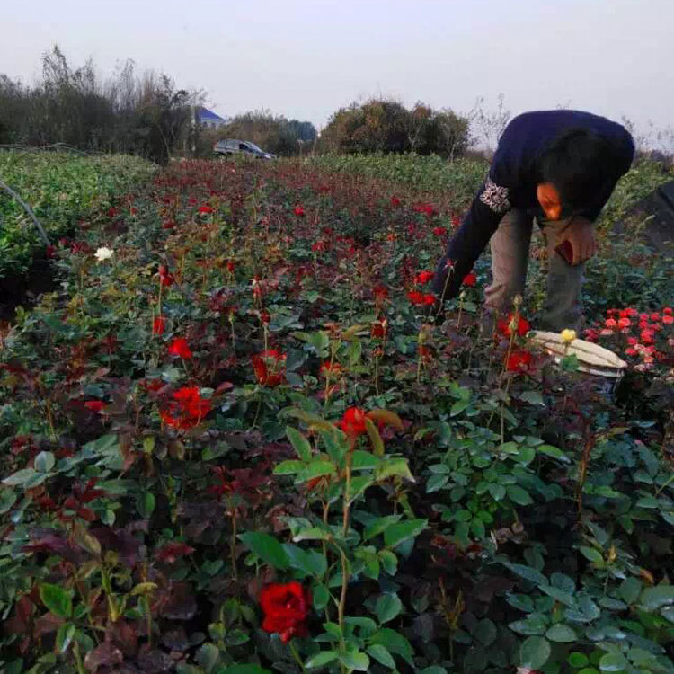 园艺场直销月季花 湖南景观植物树状月季花苗批发