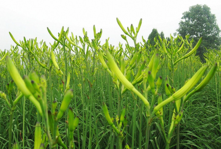 陕西大荔黄花菜 生条 产地货源 18斤一件