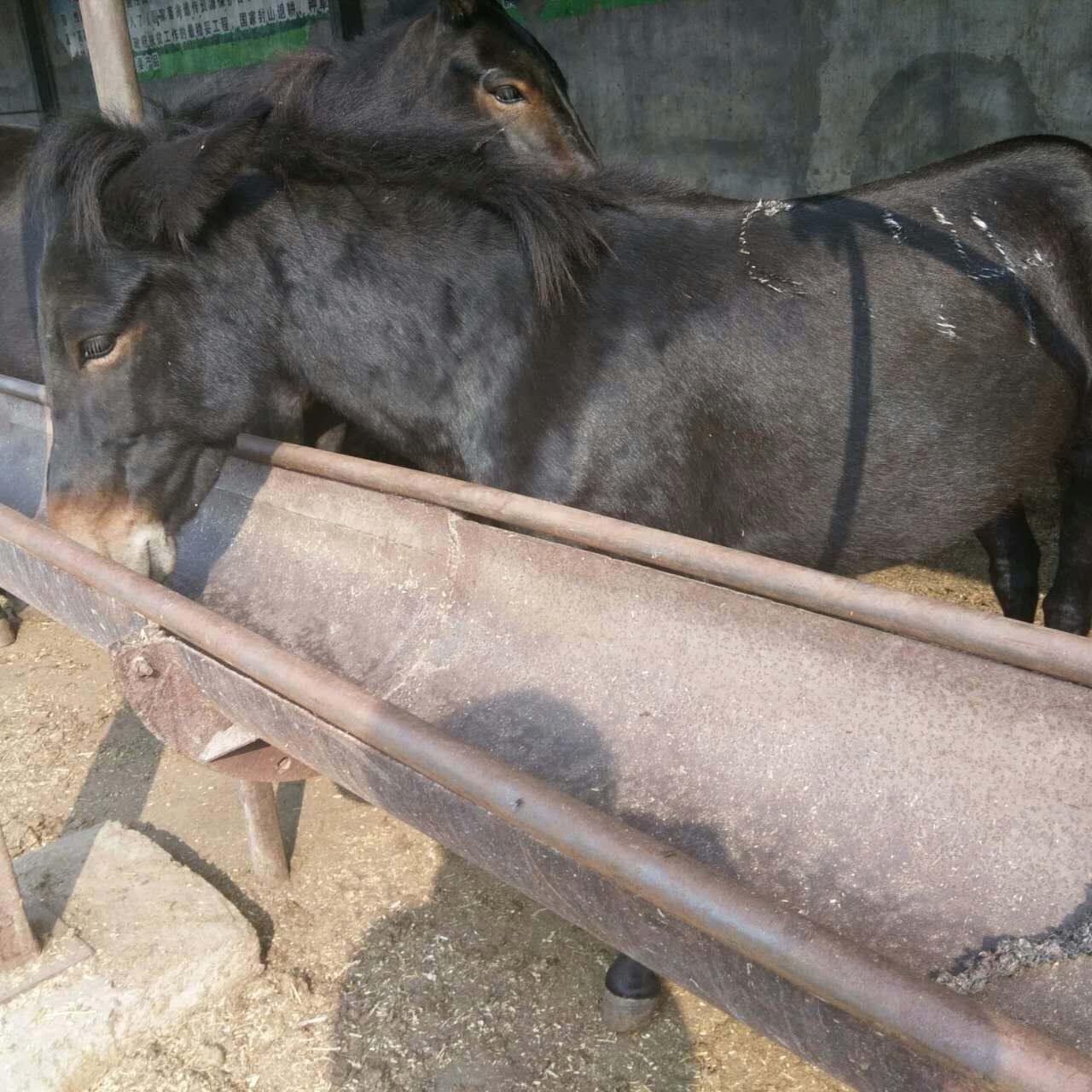 扬州哪里可以买到骡子