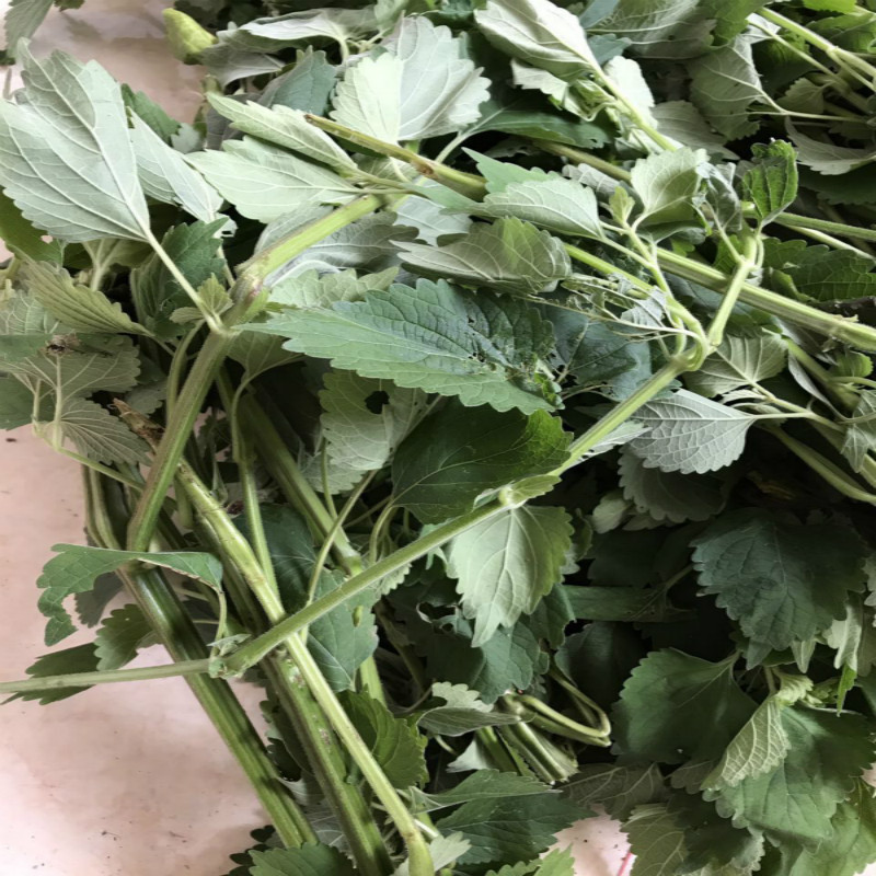 山草药 防风草 抹药 土防风假紫苏 鱼针草 新晒干品