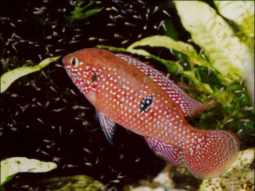 热带鱼观赏鱼红宝石鱼短鲷类鲷科鱼淡水鱼慈鲷宝石鱼