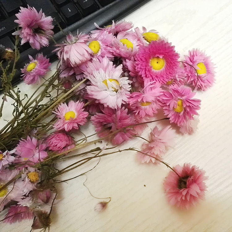 永生花罗丹斯神秘菊小蜡菊批发 永生花礼盒配花 家居装饰瓶花