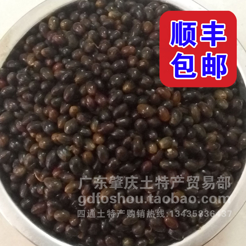 肉桂种子肉桂籽桂皮树种子新鲜摘玉桂种子肉桂核肉桂树苗种籽包邮