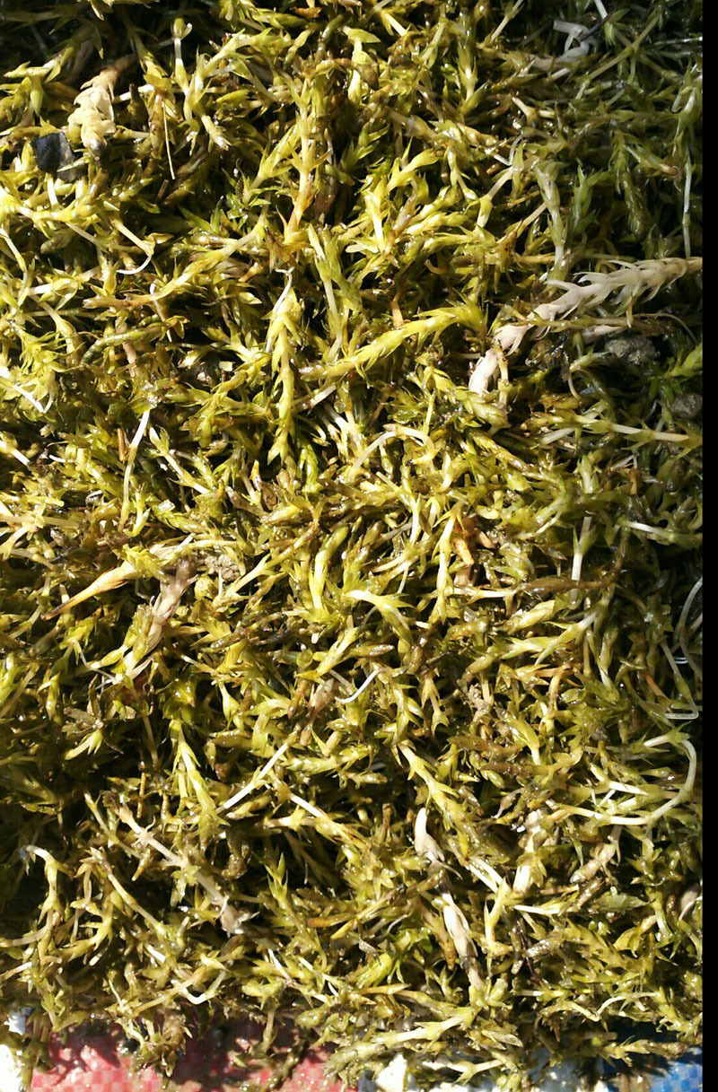 轮叶黑藻芽胞 灯笼薇 水质净化 沉水植物 螃蟹养殖专用水生植物