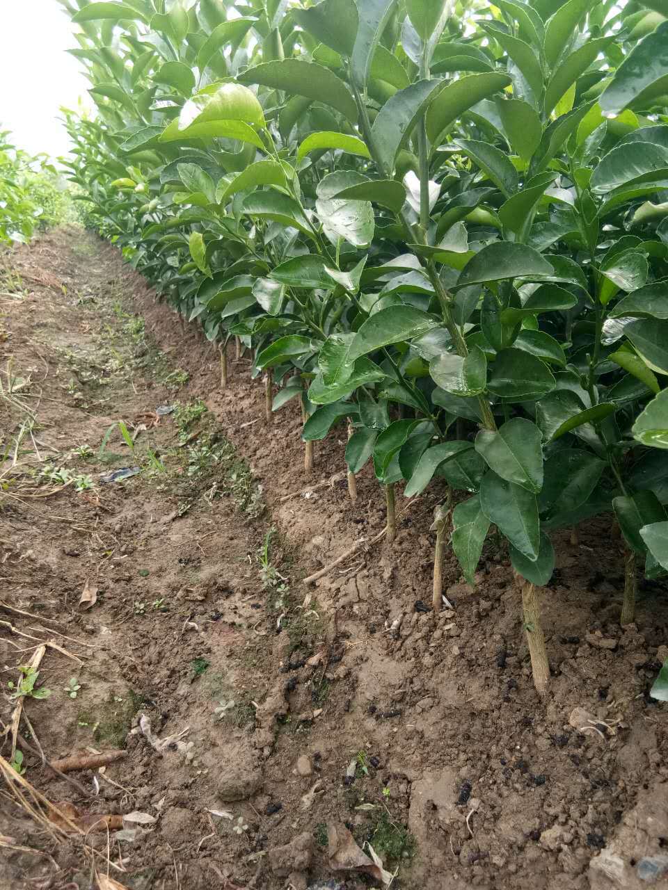 广西桂林阳光苗场基地直供—脱毒"荔浦砂糖桔果苗"基地特供