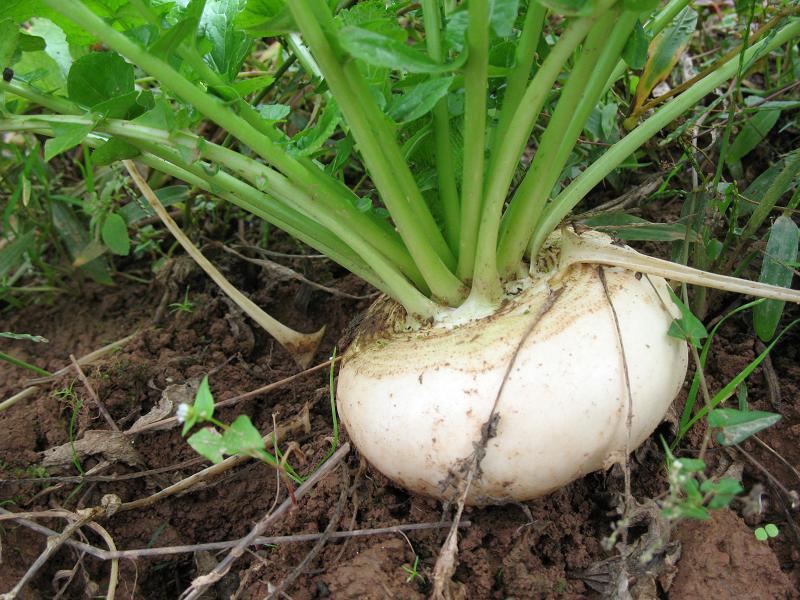 芜菁提取物 新疆恰玛古速溶粉 恰玛古粉