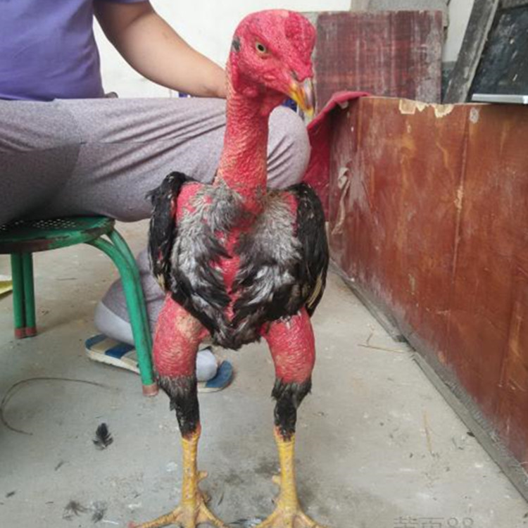 斗鸡苗批发价格出售2021年种越南斗鸡苗|红羽越南斗鸡苗价格