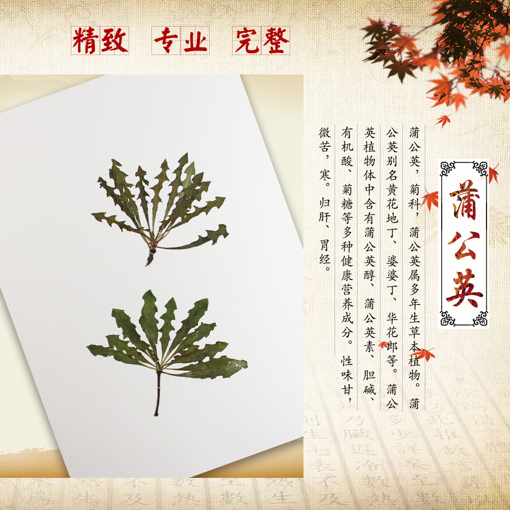 生物切片;教学模型;中草药浸制标本;中草药腊叶标本;中药生药标 