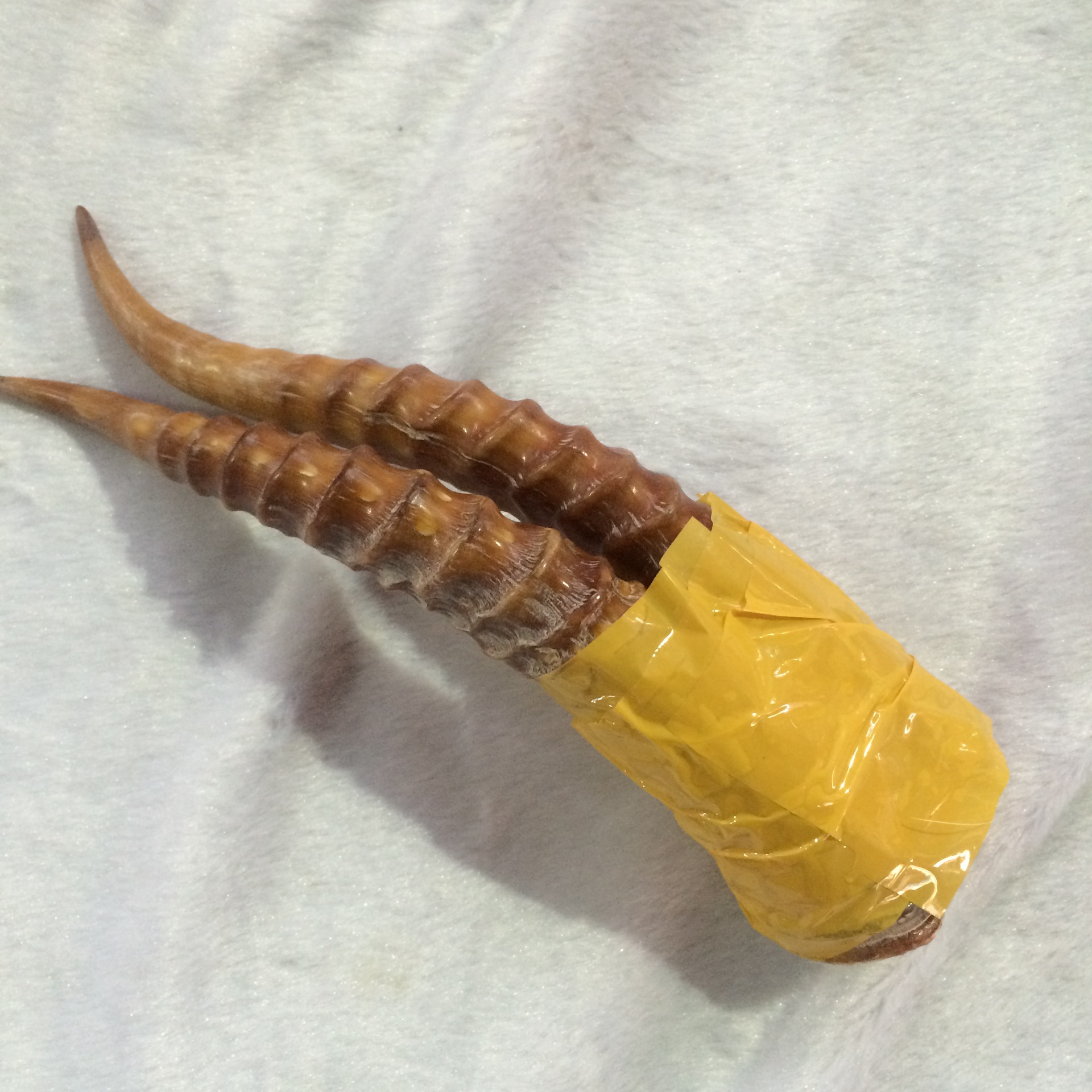 古玩杂项天然野生山羊角 diy刀把柄红透