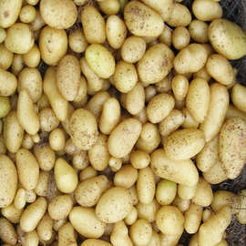 脱毒土豆马铃薯种子