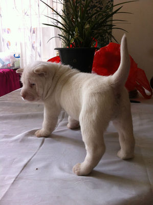 下司犬专业繁殖基地 下司幼崽大量出售 下司犬打野猪视频