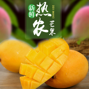 批发四川攀枝花特产热农一号芒果现摘现发新鲜水果5斤 10斤装