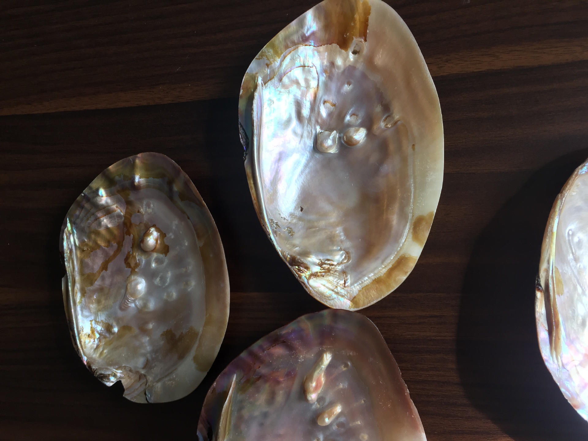 珍珠蚌壳 天然贝壳海螺 地中海鱼缸家居装饰 抛光打磨饰品工艺品