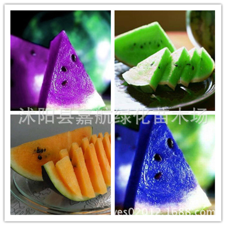 欧洲进口 西瓜种子/黄瓤/蓝瓤/白瓤/红瓤 阳台庭院盆栽水果种子