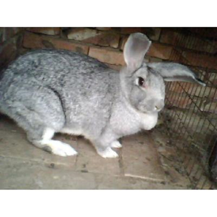 青紫蓝种兔养殖场,青紫蓝种兔价格,青紫蓝兔种多少钱一只?