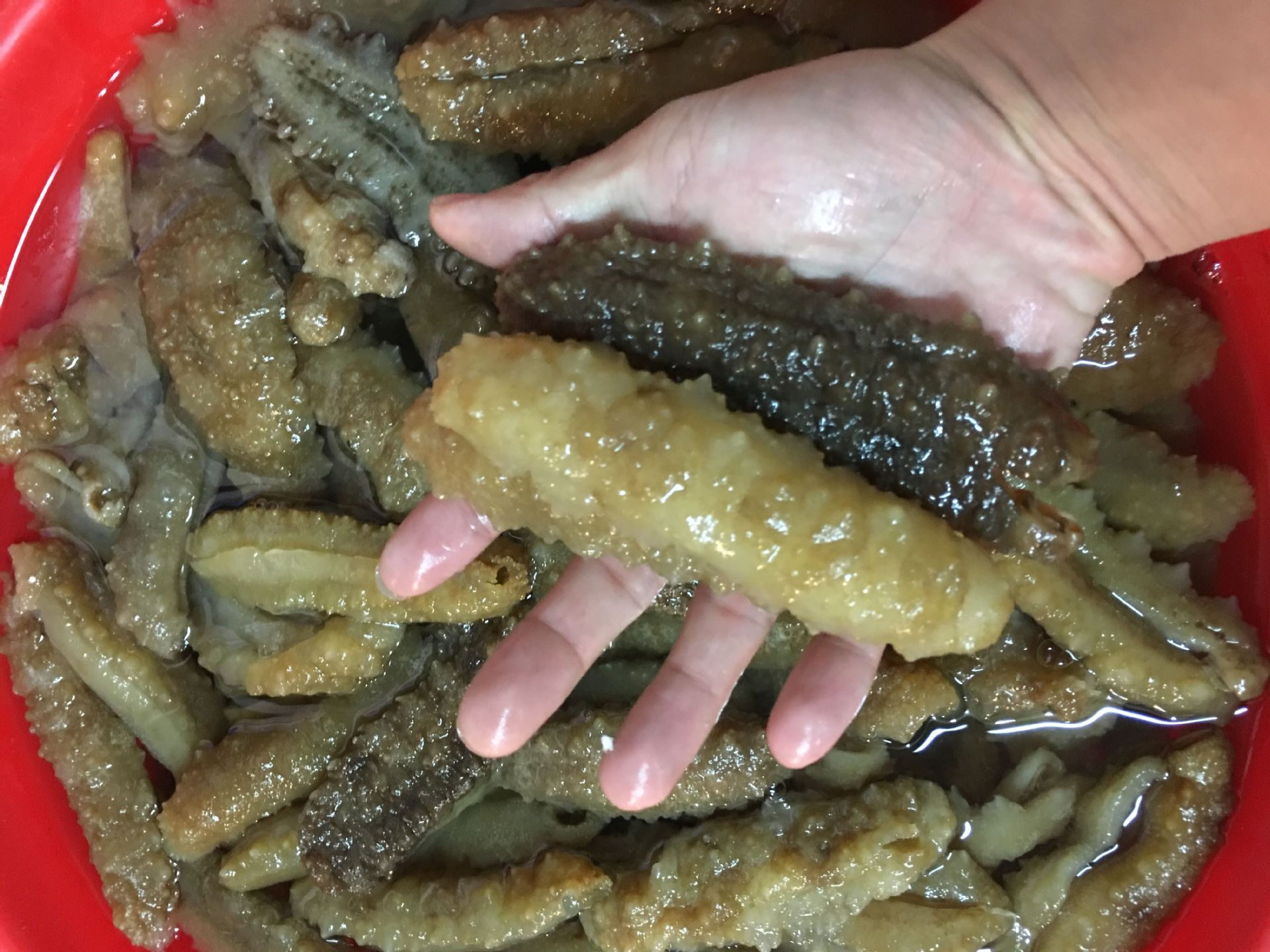 南海野生淡干黄玉参大号淡干花刺参白刺参黄玉海参 干货海参