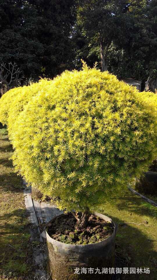 福建黄金宝树价格 黄千层黄金香柳报价 福建千层金种植基地批发