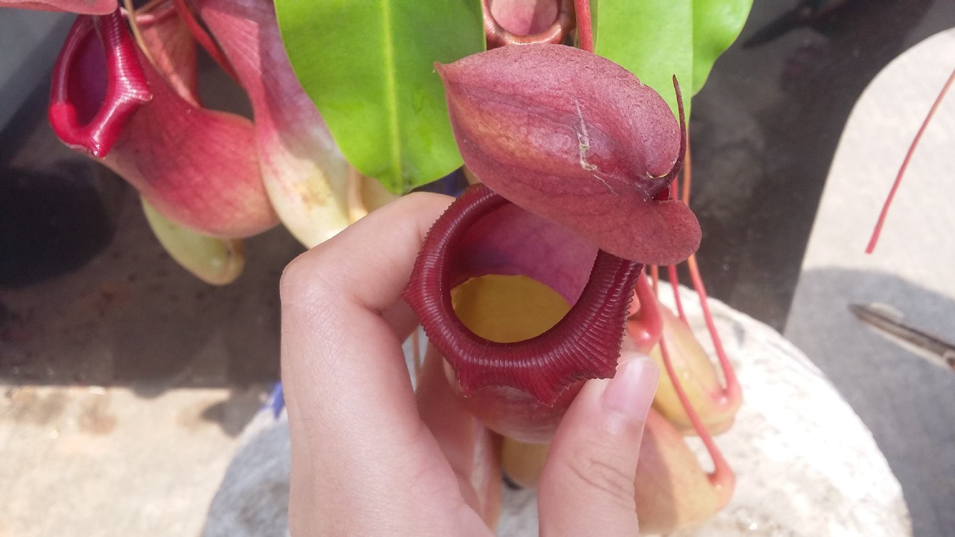 猪笼草盆栽 花卉绿 植捕苍蝇食虫草植物 室内捕虫吊兰带盆栽绿植