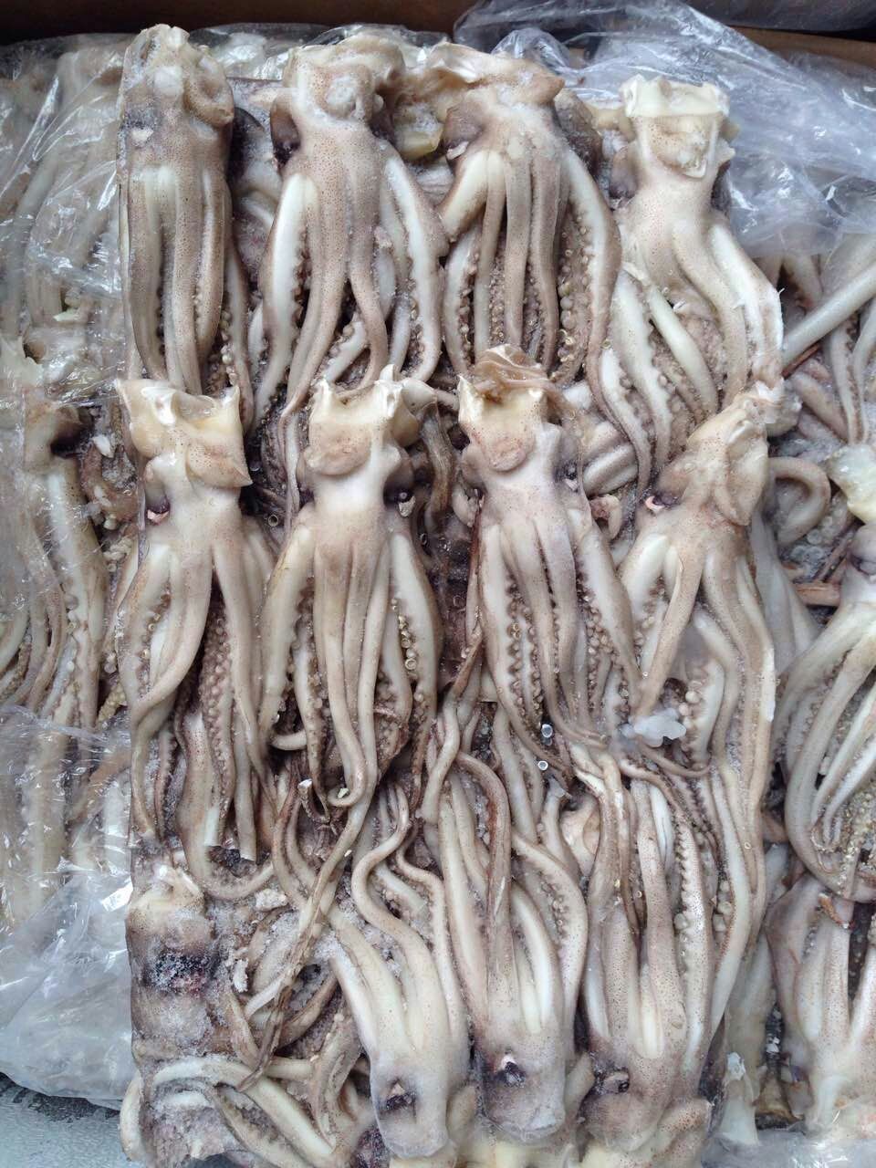 冷冻鱿鱼头鱿鱼须带脖子鱿鱼头自助餐酒店烧烤专用食材