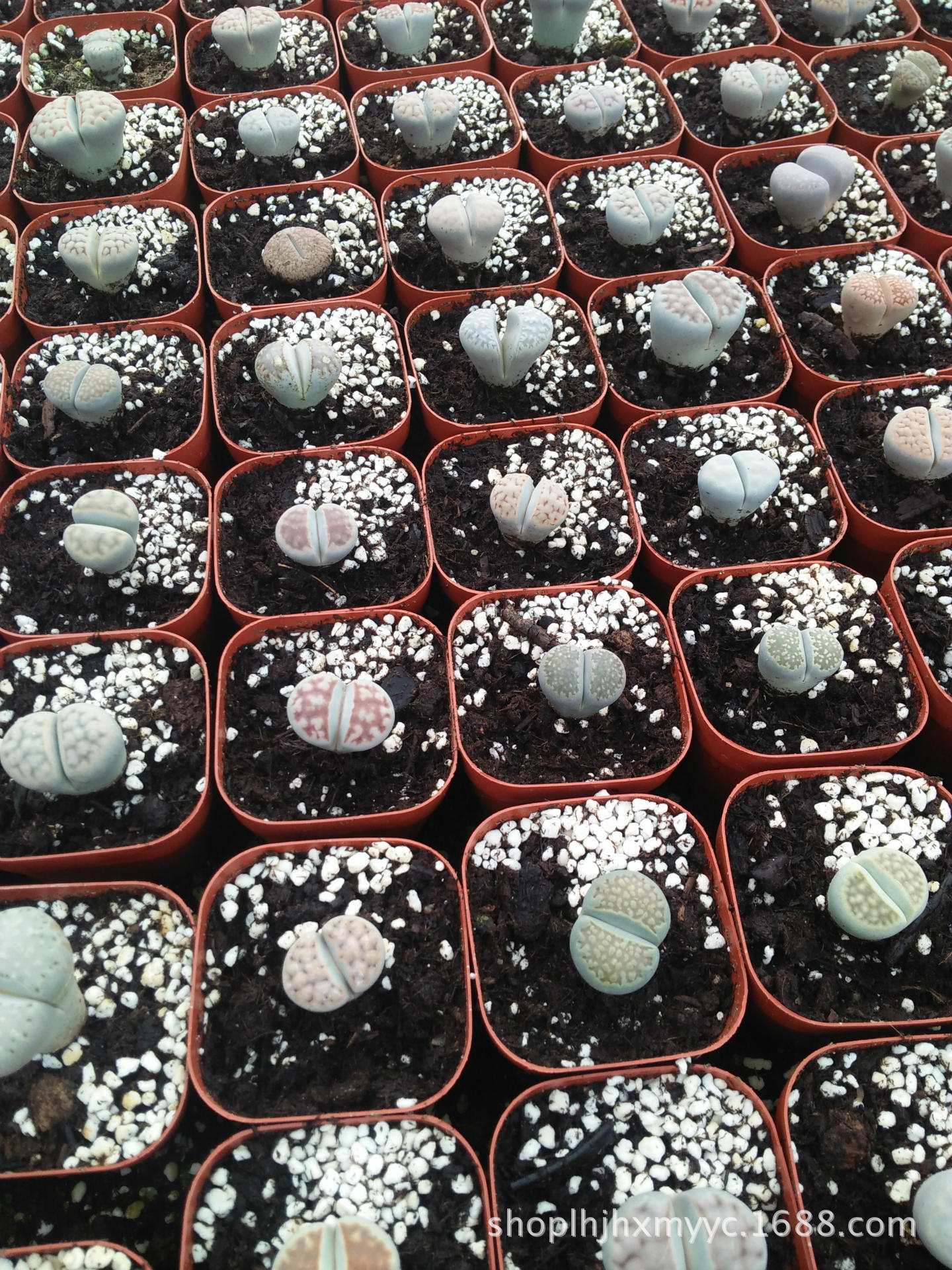 多肉植物批发——生石花(贵品种比较多)