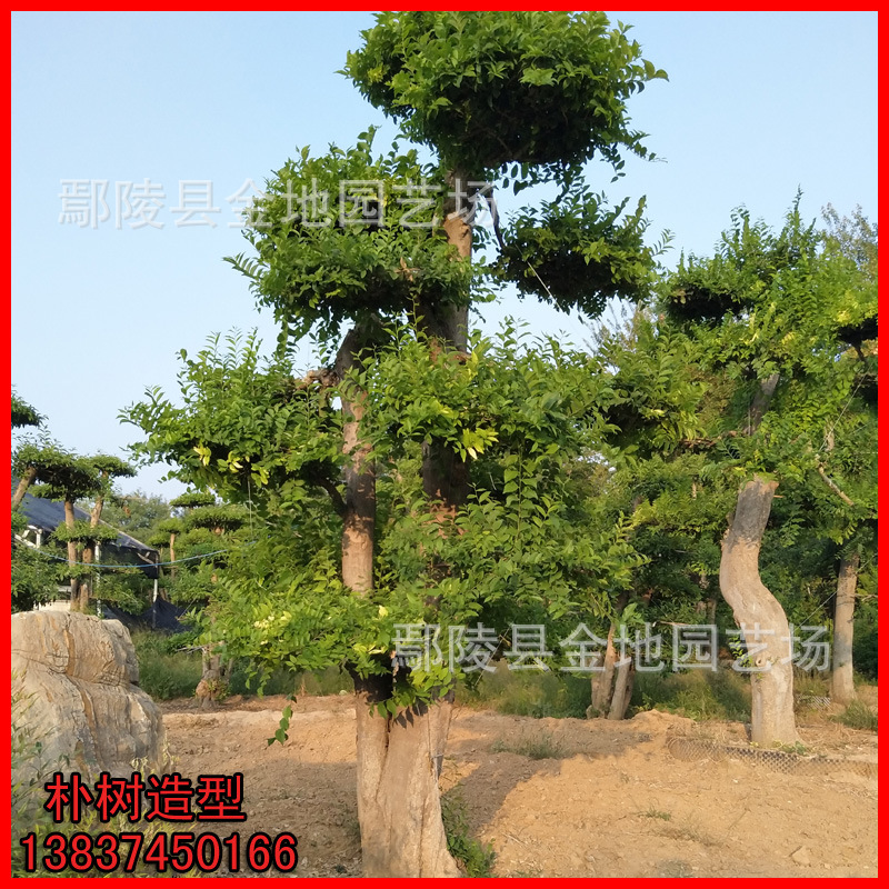 基地常年批发销售移栽或原生朴树 榔榆 皂角 造型树等大树