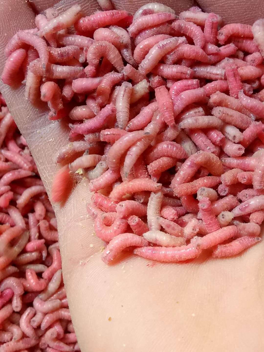 钓鱼蛆虫活体鱼饵红色肉蛆蛆牙子钓饵鲜活蛆虫瓶装活力足包活小瓶