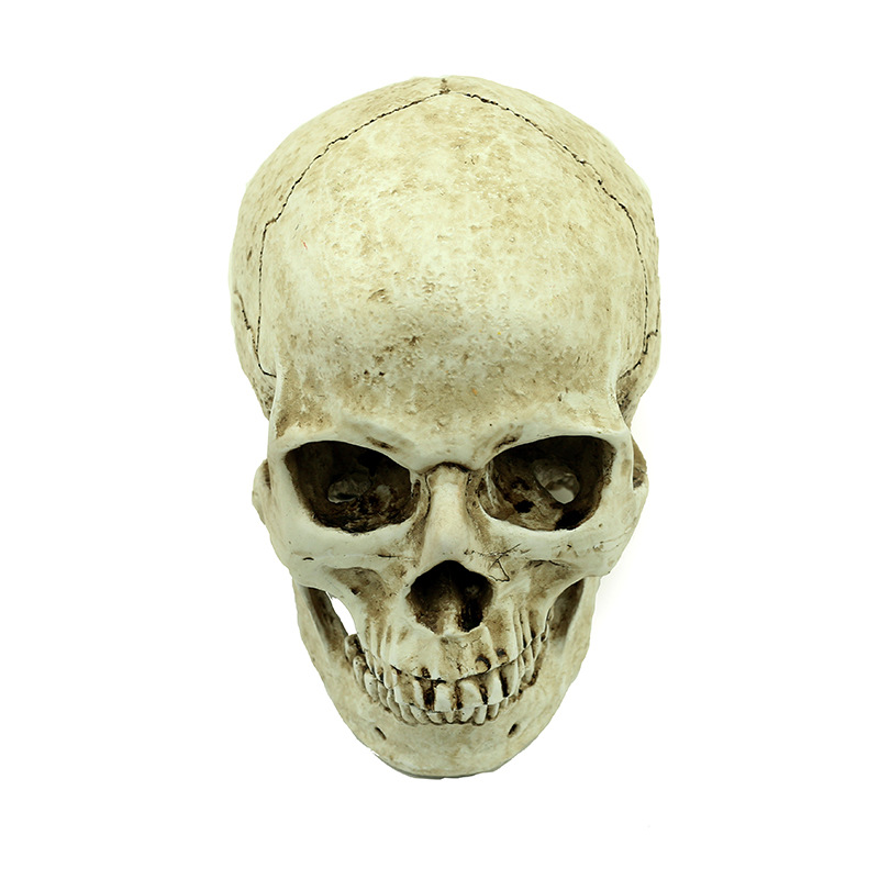 网游骷髅头定做/美院画院标本/电视剧拍摄/展览展示人类头骨1:1