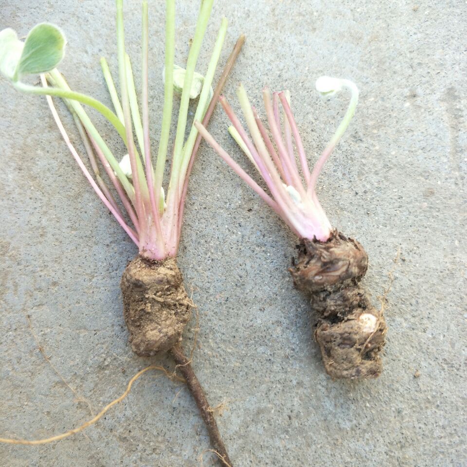 红花酢浆草宿根花卉地被植物酱草基地价红花酢浆草 三叶草幸运草