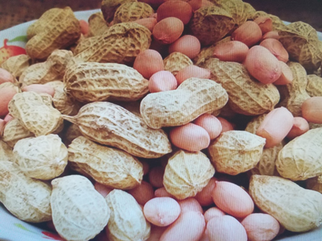 生产有机富硒小花生高产早熟品种花育23号(小日本)