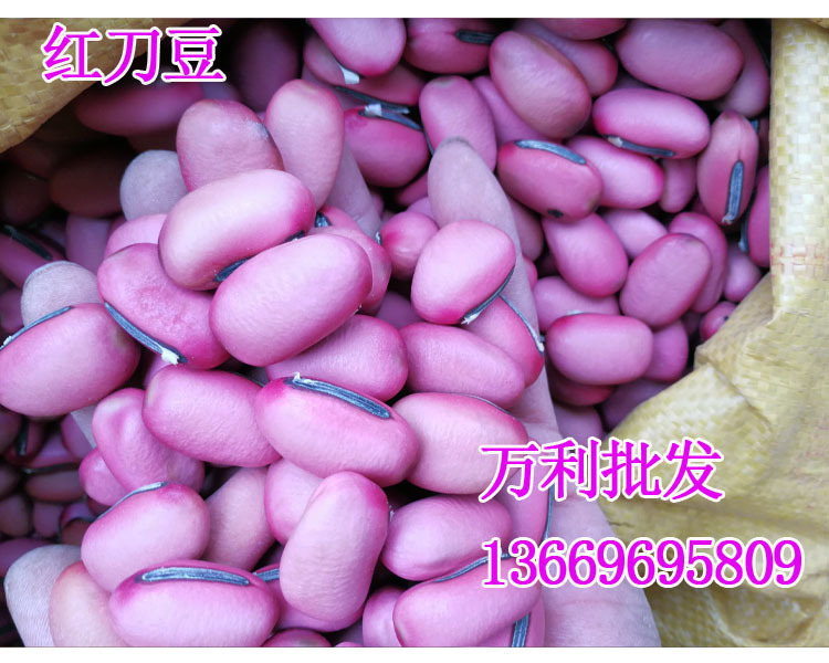 红刀豆新货红豆 巴西豆魔豆刀巴豆大刀豆刀豆刀鞘豆 关刀豆马刀豆