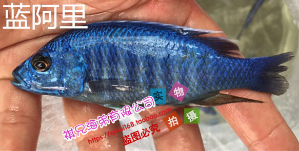 蓝阿里 三湖慈鲷 坦鲷 马鲷 热带鱼 观赏鱼活体 鲷科鱼批发
