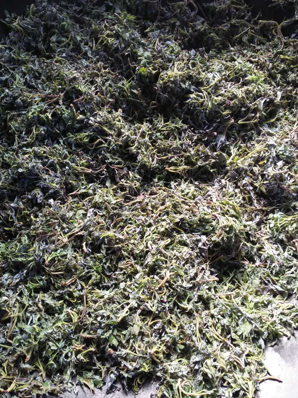 2021年明前芽尖藤茶野莓茶产地批发富硒苦甘露养生茶现货优惠