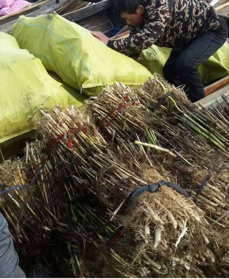 基地批发水生植物 水生芦苇苗 公园水池 水体绿化 芦苇根湿地绿化