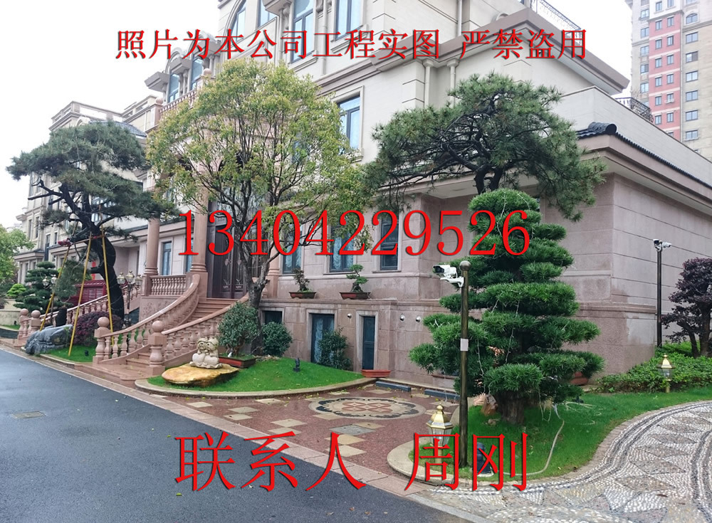 我们专业种植培养各种,大型高档园林树木古桩盆景,为服务庭院绿化私人