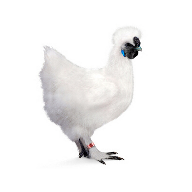 常年散养80/90天统级竹丝鸡现杀鲜乌鸡鸡肉3.5斤以上