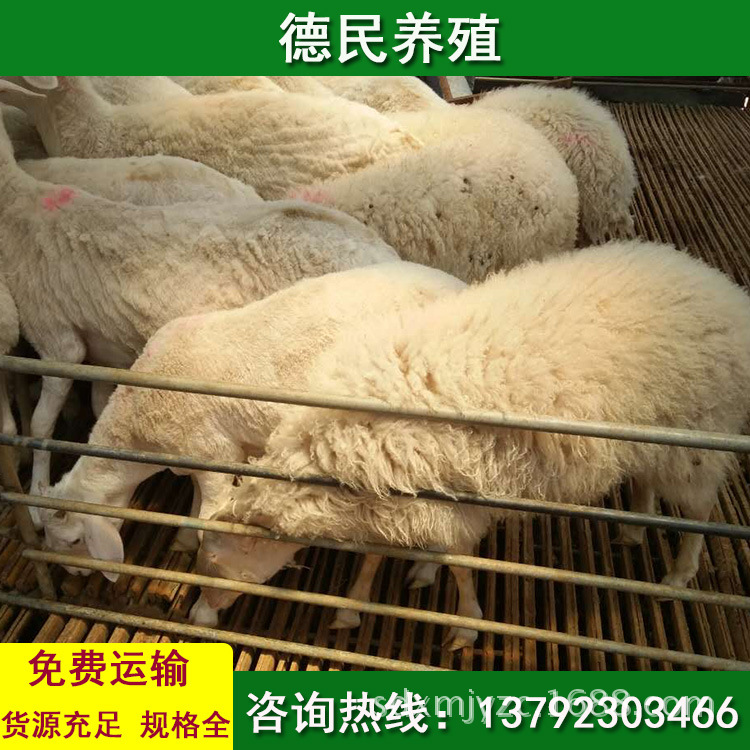 新疆小尾寒羊 种羊价格 杜泊绵羊价格 哪里有小尾寒羊