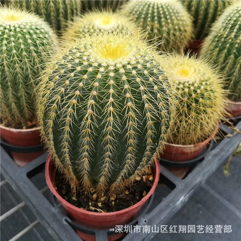 金晃金冠 广州花卉盆栽基地直供防辐射多肉植物仙人球 金晃