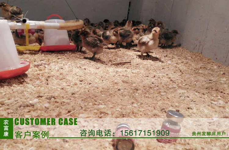 贵州发酵床养鸡4