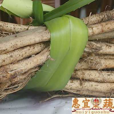 露兜树露兜粉露兜根